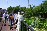 アガベの花壇