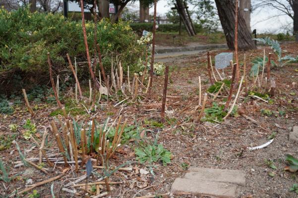 刈り込まれた宿根草