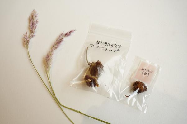 種や花のドライも見せていただきました