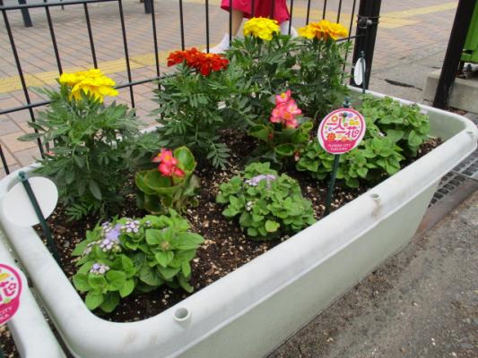 西新駐車場プランター 夏の花へ植替え スタッフブログ スタッフブログ 緑のまちづくり 公益財団法人 福岡市緑のまちづくり協会