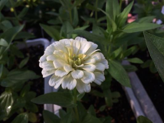 Nさん開花経過