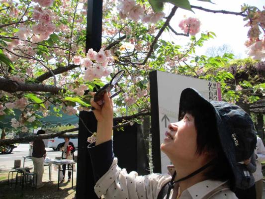 桜をじっくり観察