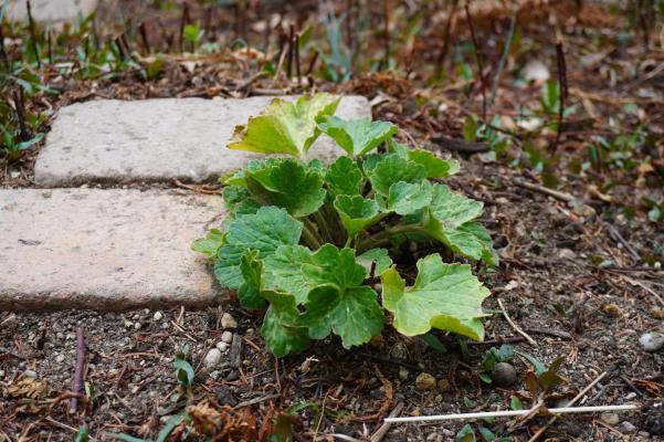 ラナンキュラスの新芽