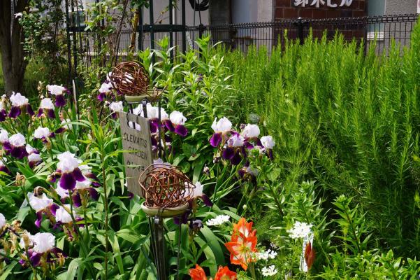 手前の植栽を際立たせるローズマリー(右奥)