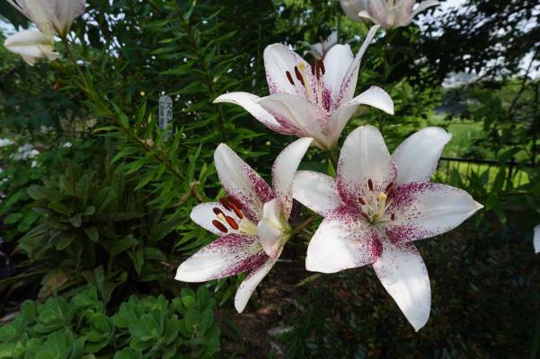 野間大池公園花学校の夏花壇