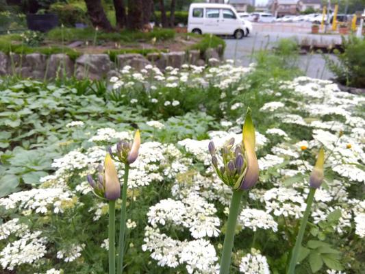 オルレアの花（白）とアガパンサスの蕾