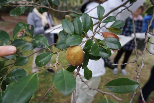 イスノキの虫こぶ。知らないと実かと思いますね。