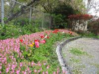 ピンクに染まる花壇
