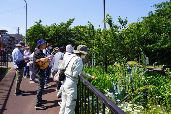 アガベの花壇