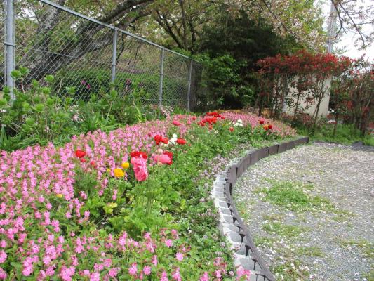 ピンクに染まる花壇