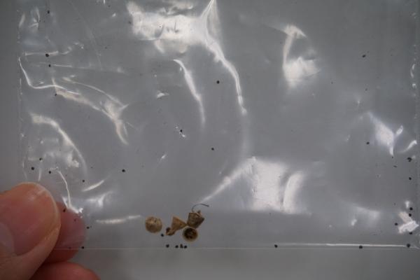黒いつぶつぶがマツバボタンの種