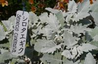 シロタエギク