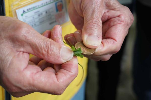 カタバミの葉で十円玉をこすると…