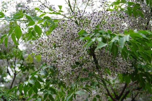 センダンの花が満開！