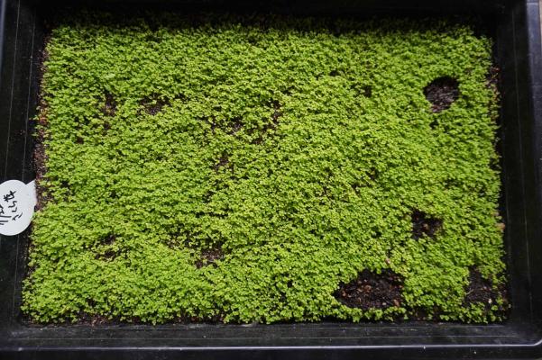 8月にはこんなに沢山の芽が出ます!