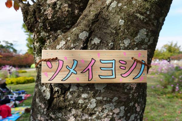 ソメイヨシノ