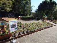 寄せ植え