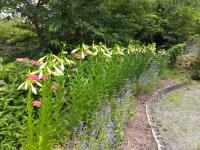 テッポウユリの蕾